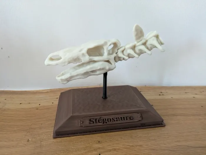 Crâne de stégosaure sur socle - photo numéro 18