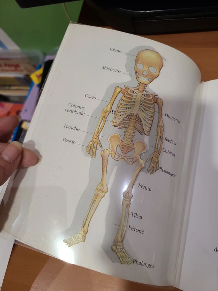 Cache cache avec corps humain - photo numéro 14