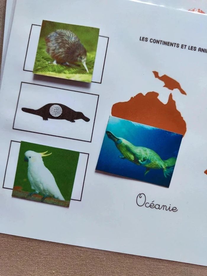 Les 7 continents et ses animaux à scratcher Montessori - photo numéro 8