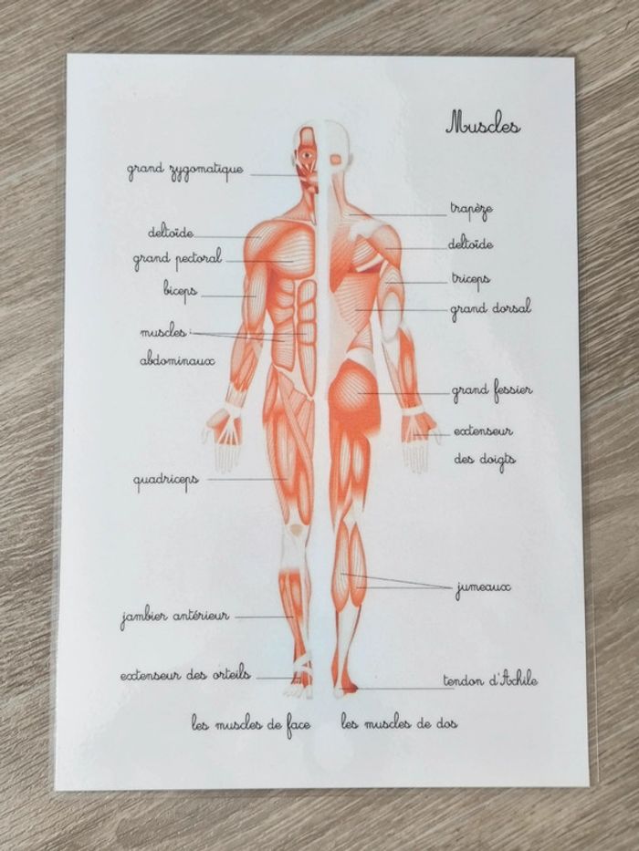 Fiche A4 des muscles du corps humain