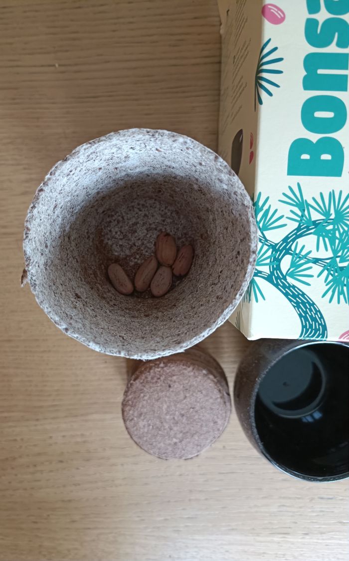 NEUF : Kit bonsaï à faire pousser Nature & Découverte - photo numéro 7