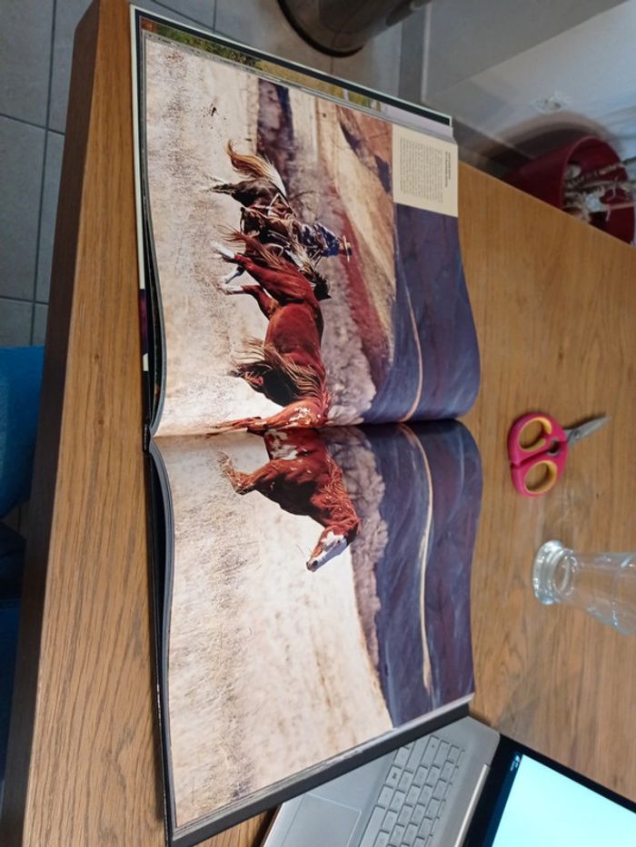 Les chevaux - photo numéro 3