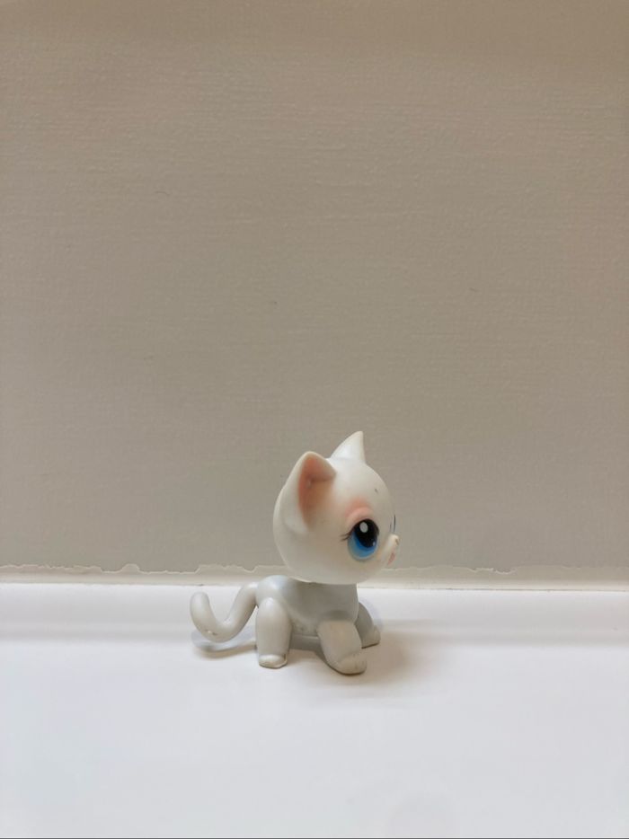 lps chat européen - photo numéro 4