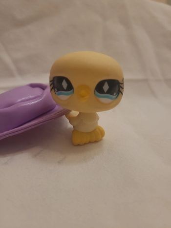 colombe ou pigeon petshop