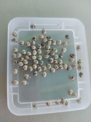 Kit de démarrage œufs scorpions