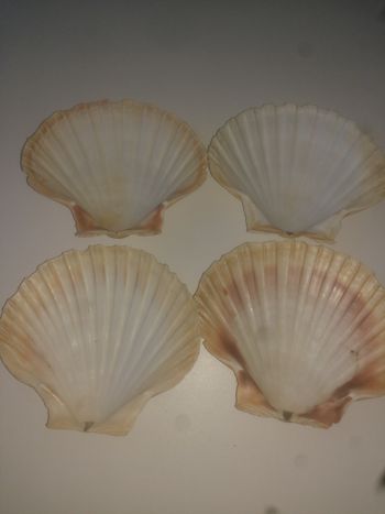 Lot de coquille st Jacques