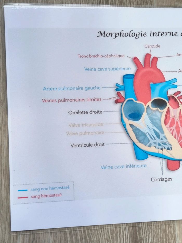 Fiche A4 de la morphologie interne du coeur - photo numéro 2