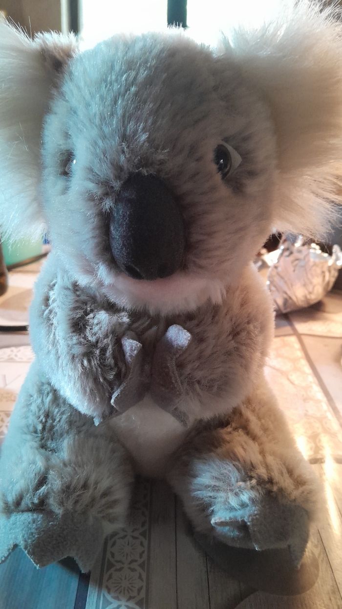 Koala peluche