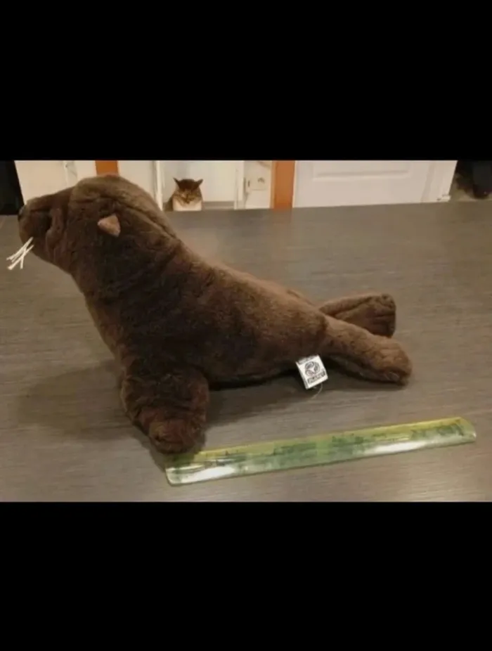 peluche otarie - photo numéro 4