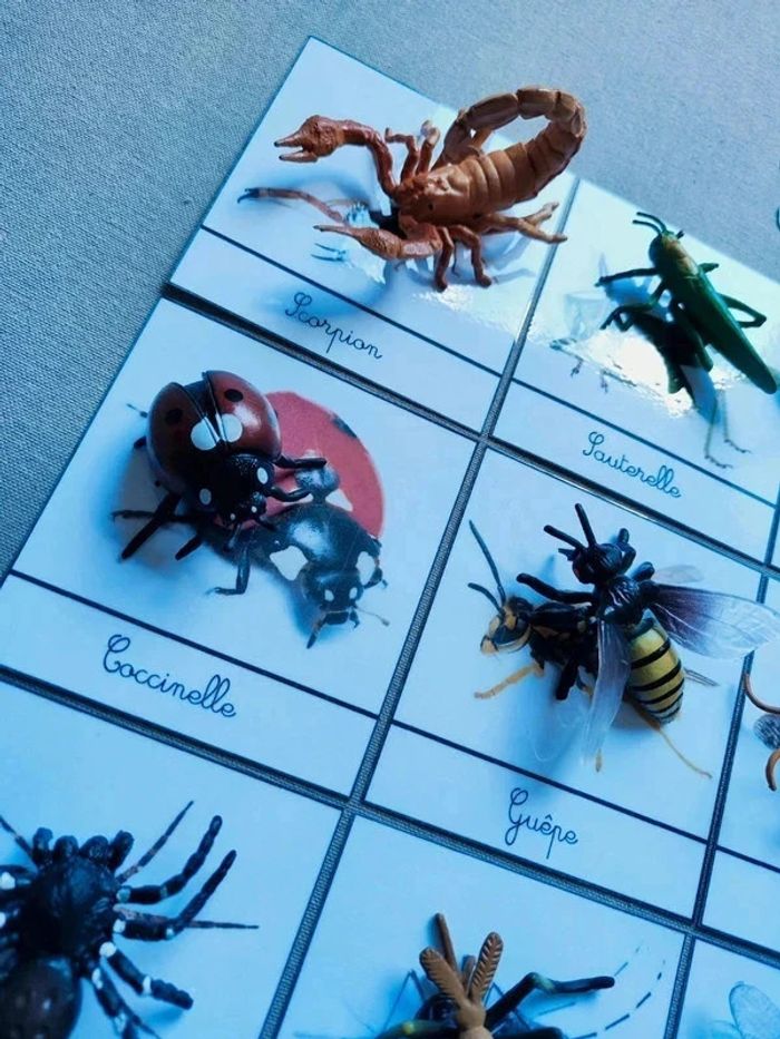 12 cartes de nomenclatures sur les insectes avec grands insectes Montessori - photo numéro 10