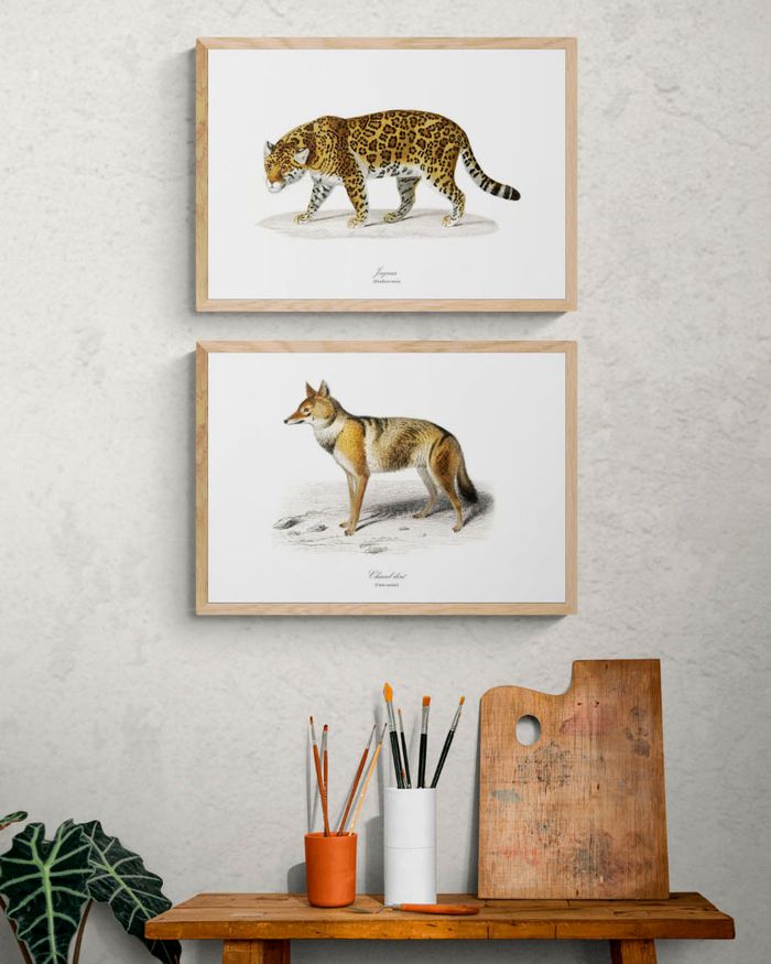 Affiche vintage Jaguar - photo numéro 3