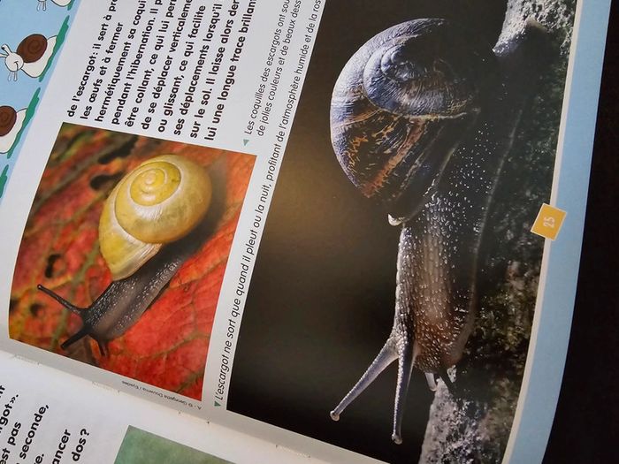 Découvre le 4 avec Étienne l escargot - photo numéro 4