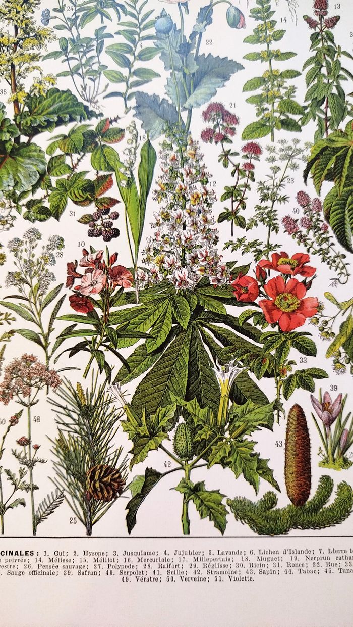 🍃 Affiche sur les plantes médicinales "gui", d'après une lithographie de 1928 - photo numéro 6