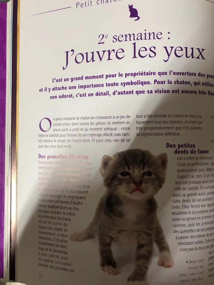 Amour de chaton - photo numéro 5