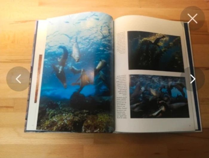 Livre phoques et otaries - photo numéro 4