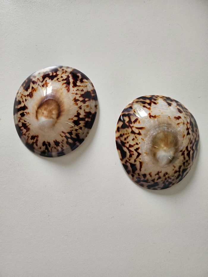 Baby Shell Coquillage d'allaitement (L) - photo numéro 3