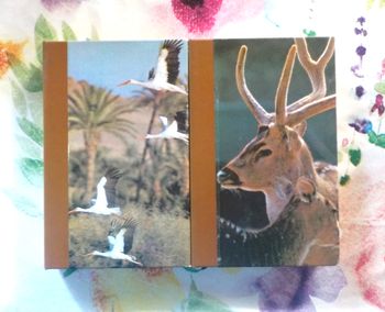 LES MYSTERIEUSES SOCIETES ANIMALES T1&2 par Y. VERBEEK Ed Famot