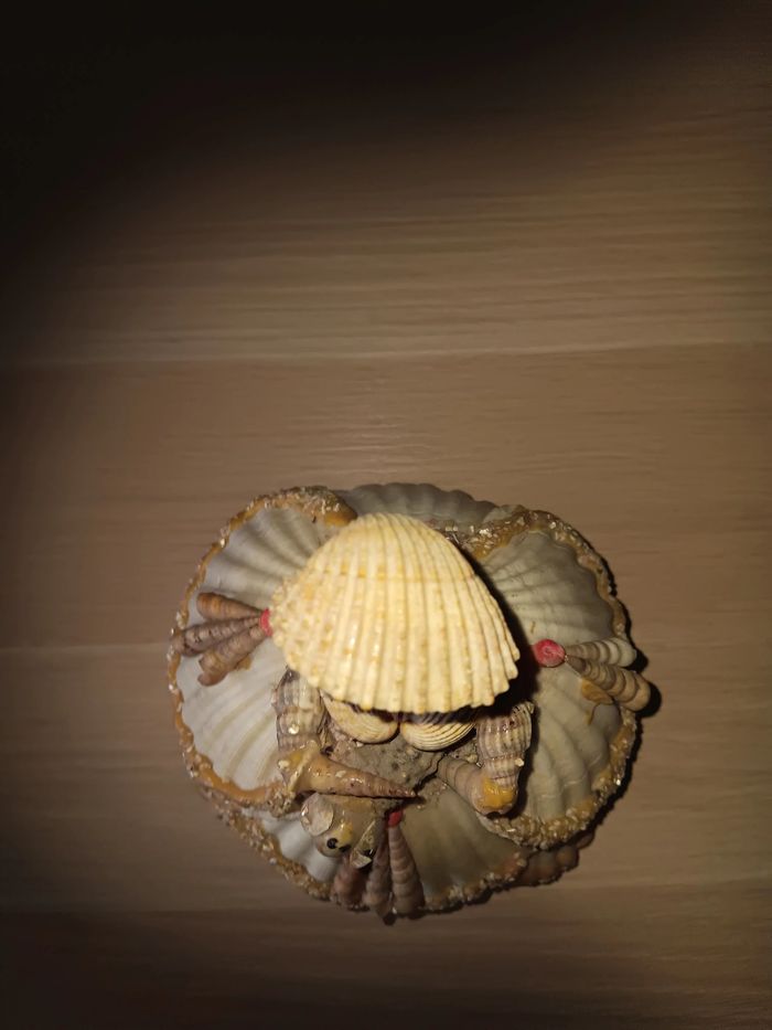 poupée  en coquillage - photo numéro 3