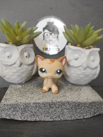 Littlest Petshop LPS chat europeen 1024 cat european Authentic #geektradelpschat