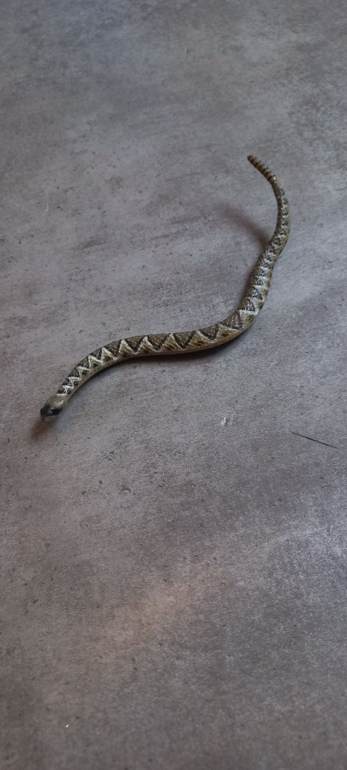 Serpent à sonnette papo