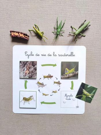 Kit cycle de vie de la sauterelle Montessori