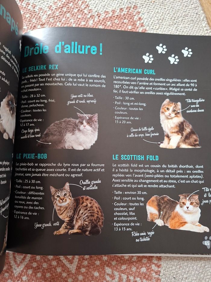 La vie secrète des chats - photo numéro 9