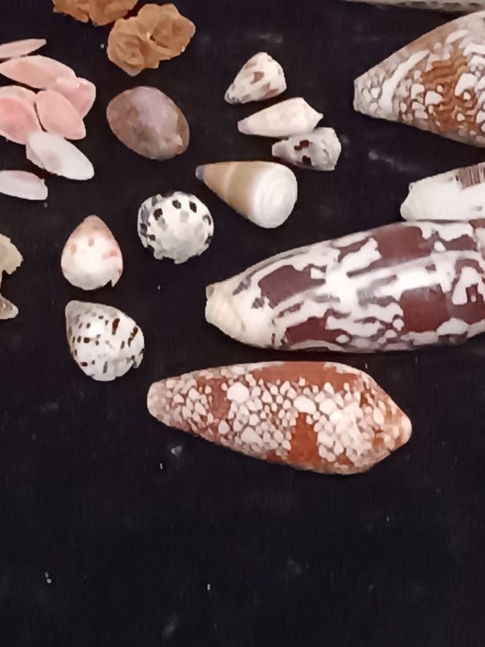 Coquillages  Ste Lucie rose des sables - photo numéro 9