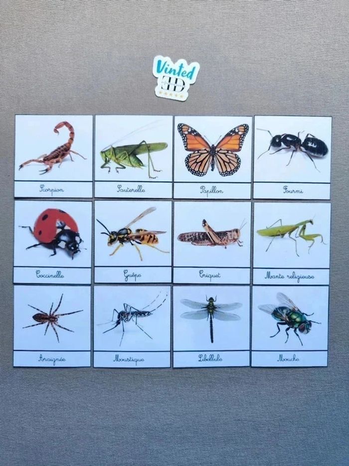 12 cartes de nomenclatures sur les insectes avec grands insectes Montessori - photo numéro 8