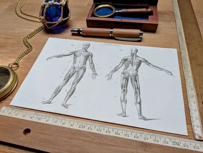 Imprimée en 1851, Le Squelette humain, Vintage Authentique (cadre non inclus ) - photo numéro 4