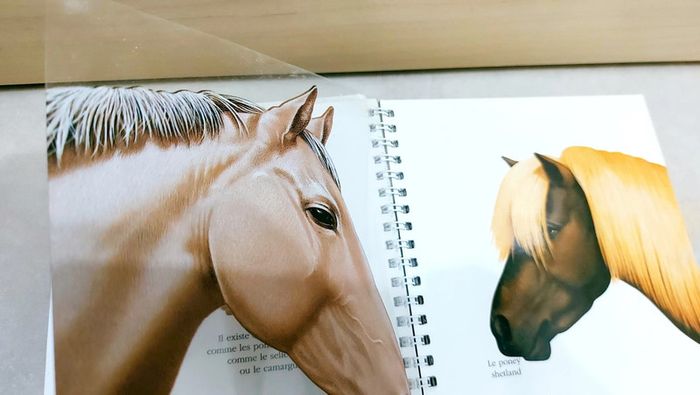 📚 Livre mes premières découvertes : Le cheval - photo numéro 4