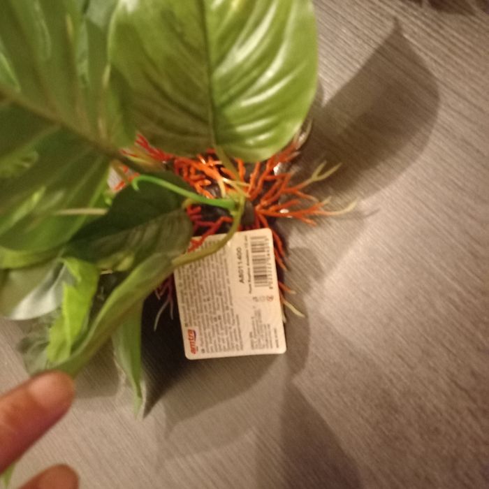 4 x decos pour aquarium - photo numéro 2