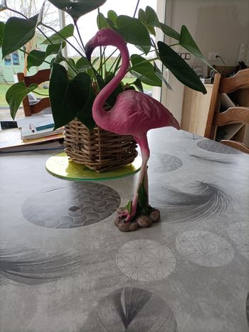 Flamand rose 