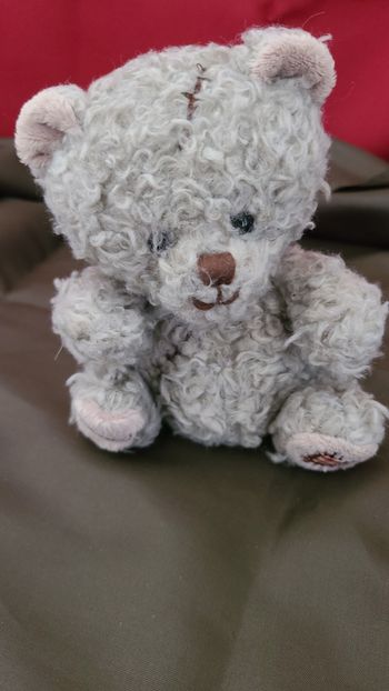 Ours gris  bouclette avec cicatrice - Bukowski