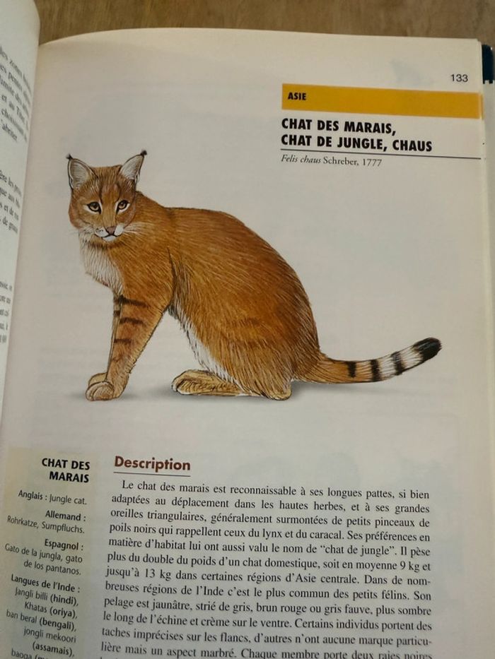 Bibliothèque du naturaliste encyclopédie livre rare Les félins Robert Dallet panthères wwf - photo numéro 11