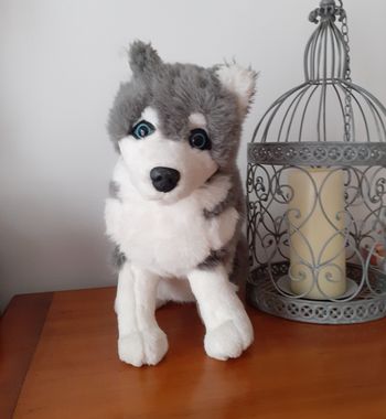 Peluche Husky *31 cm