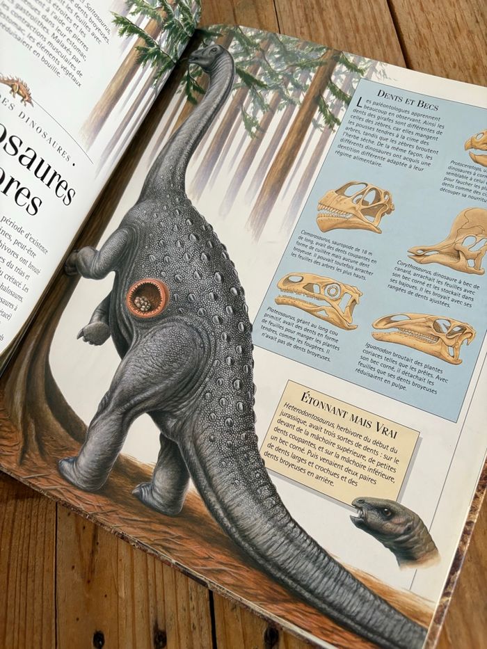 Les dinosaures - photo numéro 6