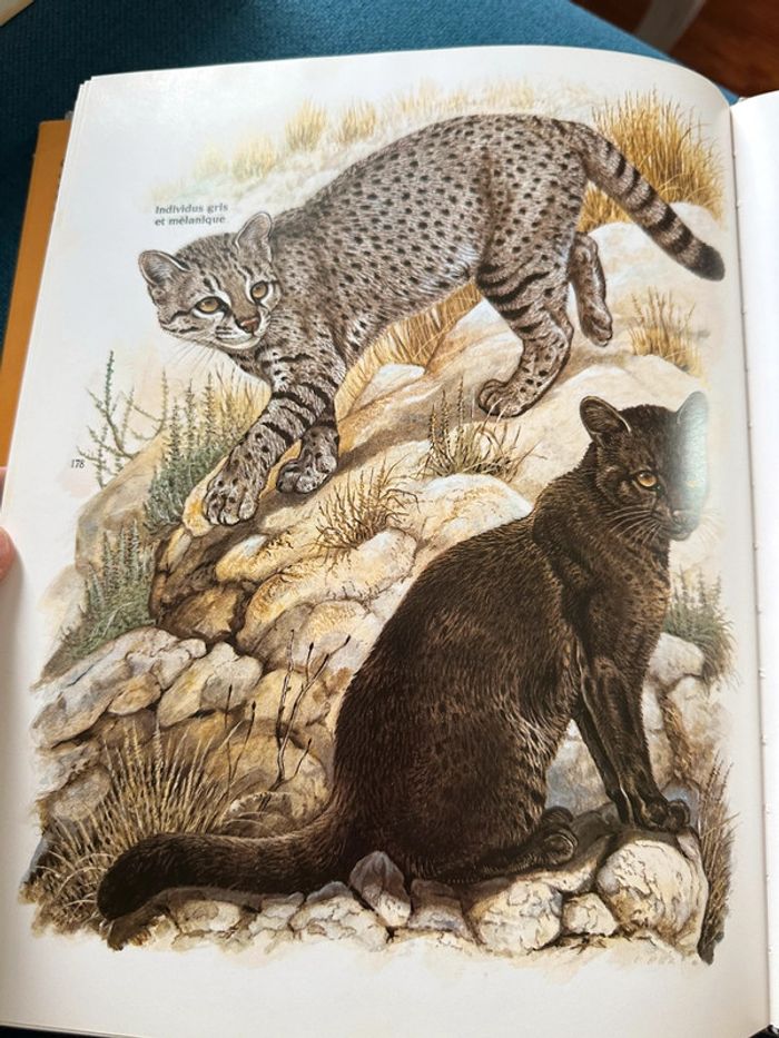 Livre Les Félins Robert Dallet Nathan rares illustrations tigre lion panthère léopard album - photo numéro 10