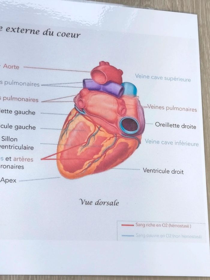 Fiche A4 de la morphologie externe du coeur - photo numéro 4