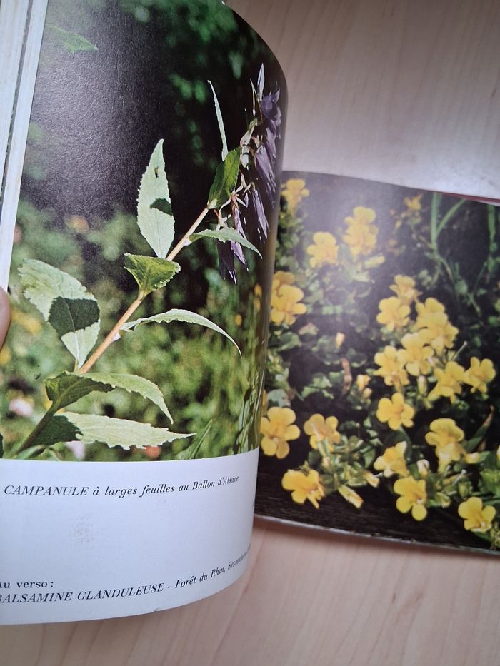 Ancien livre sur les fleurs d'Alsace - photo numéro 7