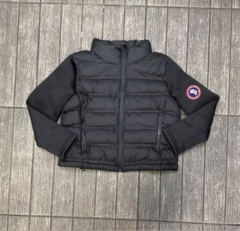 Canada goose