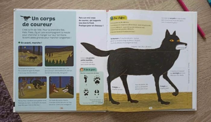 dokeo mes petites encyclopédies le loup nathan jeunesse Très bon état - photo numéro 3