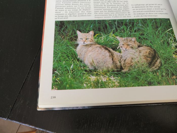 Livre 238 pages - Les chats de Race - photo numéro 5