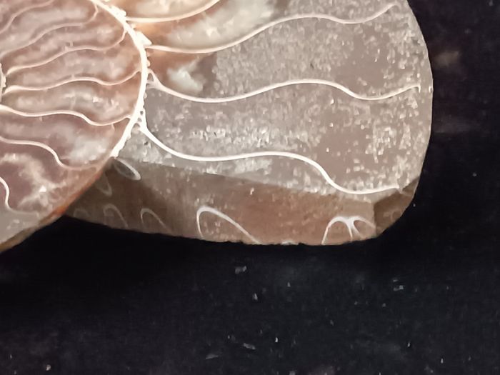 Ammonite - photo numéro 8