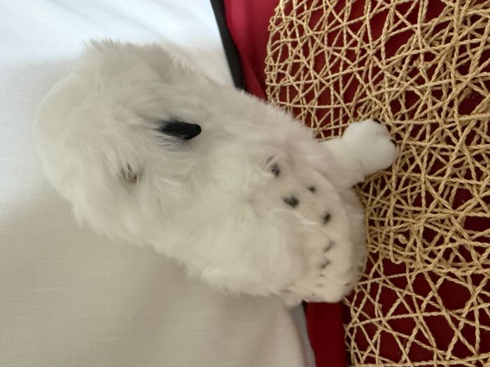 Peluche Hedwig - Harry Potter - photo numéro 5