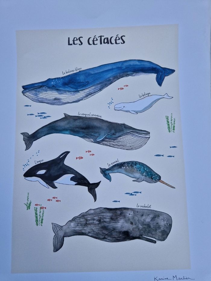Poster affiche les cétacés - photo numéro 2