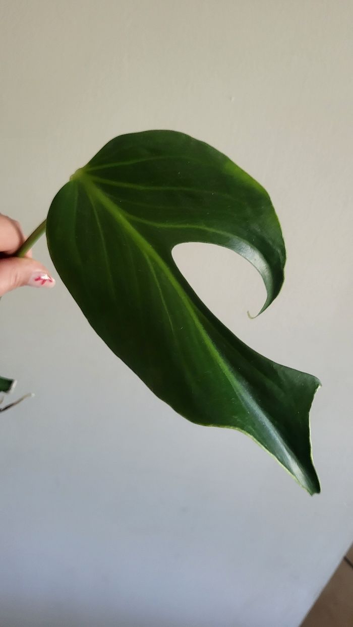 Monstera burble marx flame - photo numéro 3