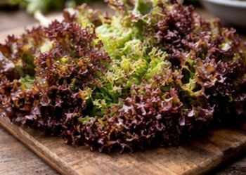 550 graines salade frisée rouge + 31 variétés 