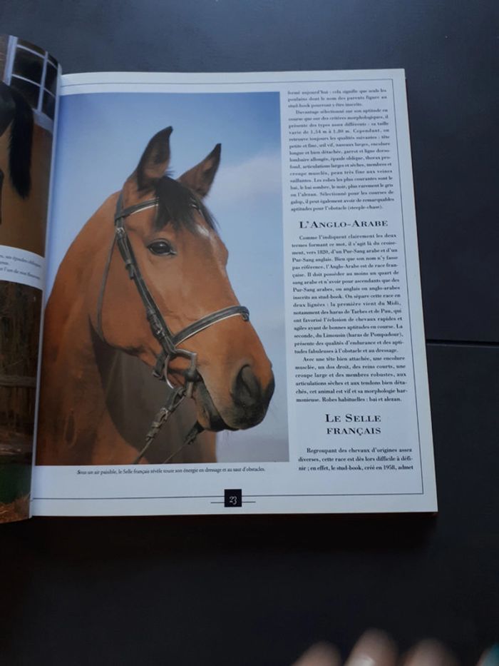 Très beau livre le grand livre des chevaux - photo numéro 6