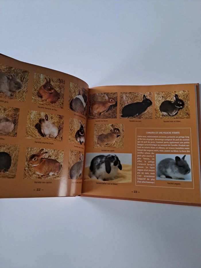 J'élève mon lapin nain - photo numéro 2
