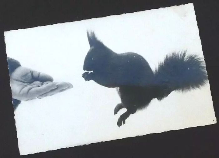 Carte postale ancienne Animaux de nos Montagnes L' écureuil - photo numéro 2